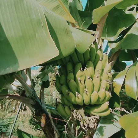 アパート Matilde E Joaquim マシコ