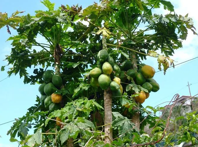 Matilde E Joaquim Machico (Madeira)