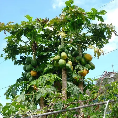 Matilde E Joaquim 马希库